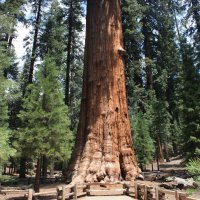 Trees sequoianp sherman-tree amberbuczkiewicz ste