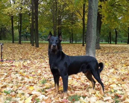 Beauce-shepherd