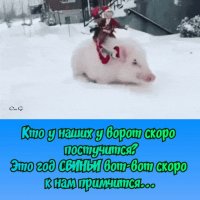 это год свиньи скоро к нам примчится