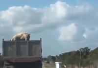 Pigs Daring Escape From Truck On Its Way