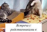 Расхождение мнений)