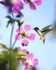 humming bird