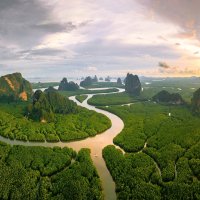 Mangrove-forest-phang-nga-bay-thailand-aerial-view-nature