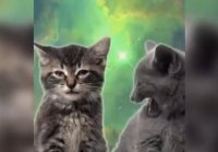 Space Cats Magic Fly