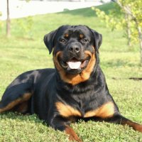 Ротвейлер (Rottweiler)