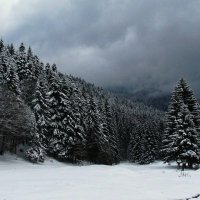 Priroda-les-sosny-zima-sneg-noch