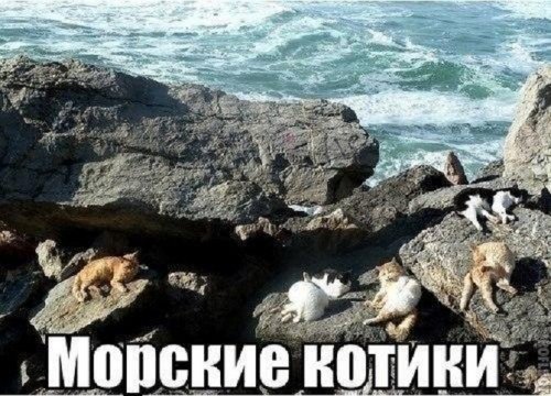 Морские котики. 5с.