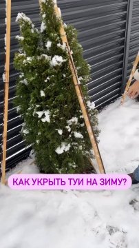 Как укрывать туи на зиму