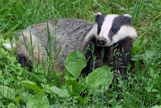 Badger-kallerna-crop