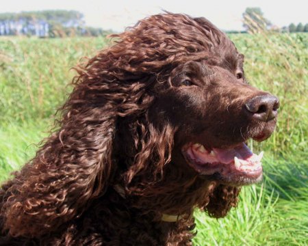 Irish-water-spaniel-dog