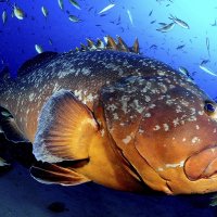 grouper Гуаса