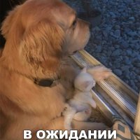 В ОЖИДАНИИ...