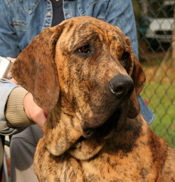 800px-Fila brasileiro glowa k9