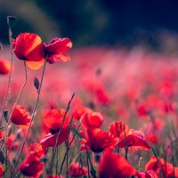 poppies-3374193