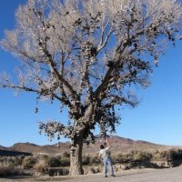 nevada-shoe-tree-2