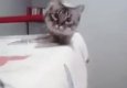 Funny cat