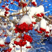 bright-red-clusters-berries-viburnum-branches-th-winter-und