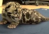 Baby leopard lets out mighty roar