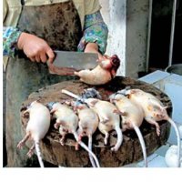 China Rats