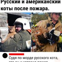 Русский и американский коты после пожара