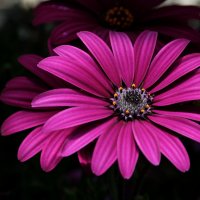 Flowers-dark-pink-cvety