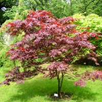 actsenty-v-sady-1-acer-palmatum