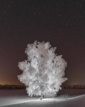 Белая береза под моим окном...