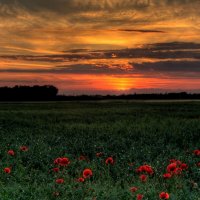 Sunset-Field-Poppies-Landscape-1080x2400