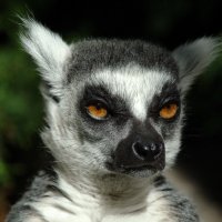 lemur