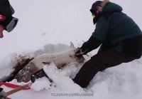 Спасение северного оленя, угодившего в снежную ловушку