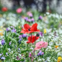 flower-meadow-5431038