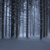 Forest-winter-night-light-snow-white-cold