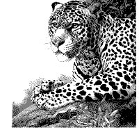 JAGUAR2