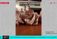 Эрмитаж снял новогодние клипы про одного из своих котов