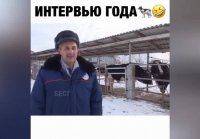 Европейские быки