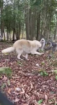 Видео, которое демонстрирует, насколько волки и собаки похож