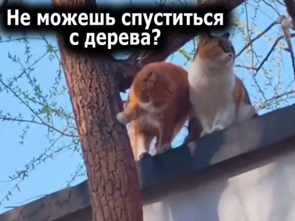 Как_коты_по_дереву_спускались.mp4