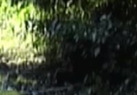 Bigfoot Filmed at Bluff Creek California