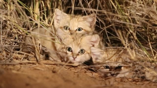 First footage of wild sand cat kittens