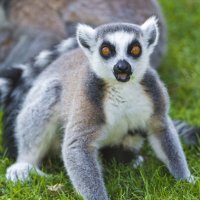 lemur