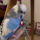 peanutthecrazybudgie 2776548105375092271