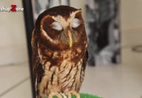 Owl - A Funny Owls And Cute Owls Compilation NEW