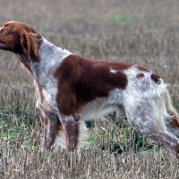 Бретонский эпаньоль