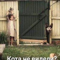 Кота не видели?