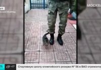 В Турции котёнок научился маршировать