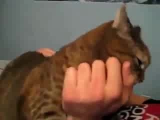 Very_Funny_Cat_Очень_смешной_кот.mp4