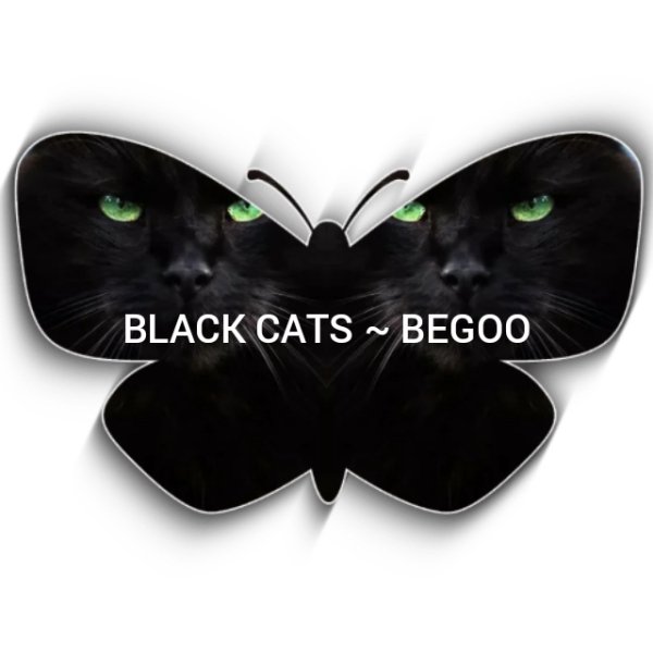 Black Cats - Kaabous