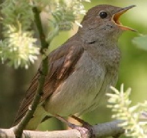 The Sounds Of Nature - Соловьиный дуэт