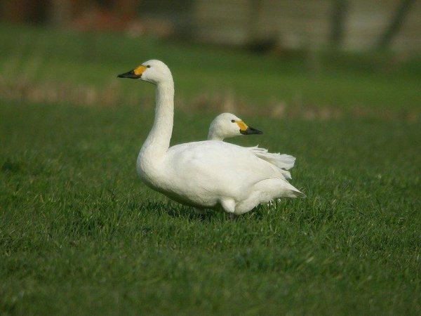 Неизвестный - Лебедь американский 1 (Cygnus columbianus)