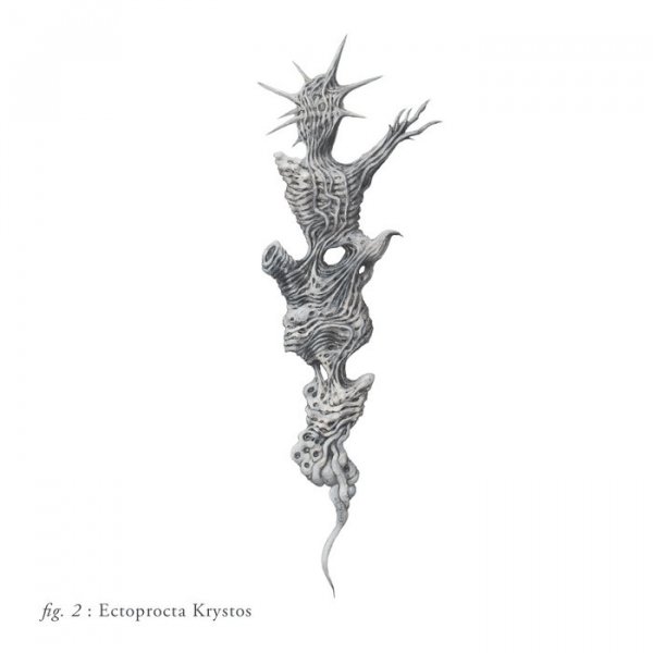 Scald - Ectoprocta Krystos